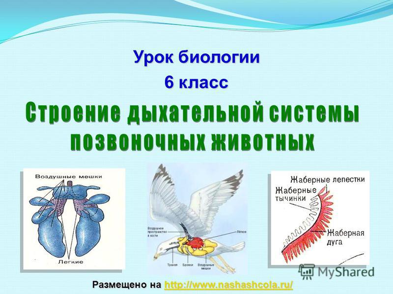 Кракен топ
